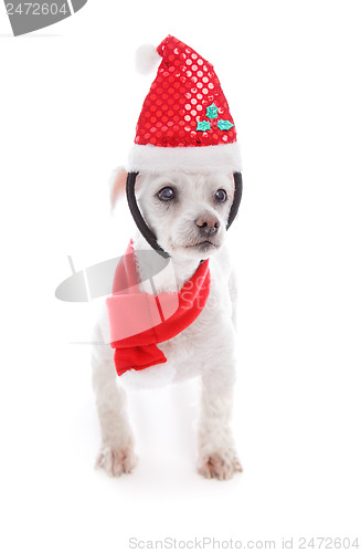 Image of Pet dog wearing  Christmas headband and scarf