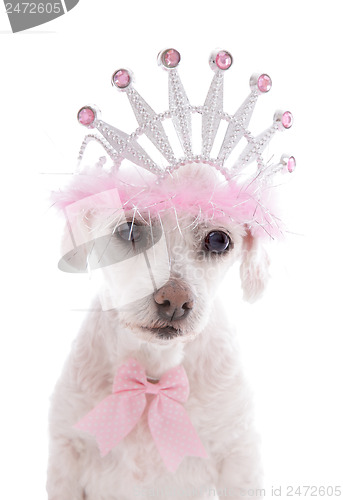 Image of Pampered Princess Pet Dog