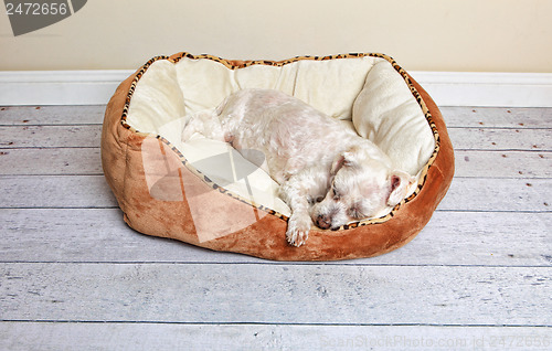 Image of Dog sleeping in a dog bed