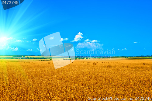 Image of wheat field