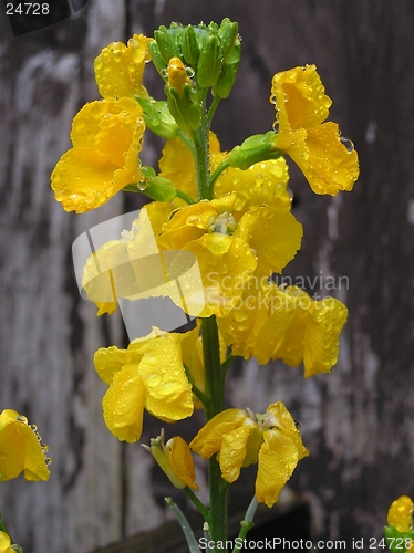 Image of Wet Wallflowers