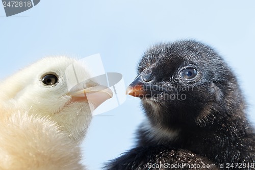 Image of Heads of two fluffy chicks