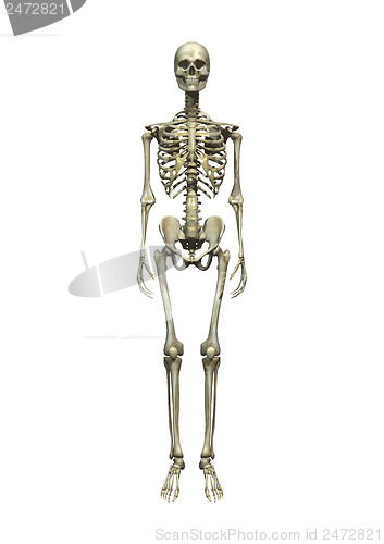 Image of Human Skeleton