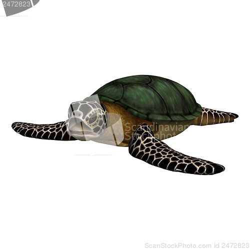 Image of Sea Turtle