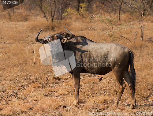 Image of Wildebeest portrait