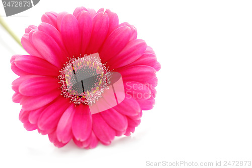 Image of gerbera flower