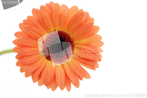 Image of gerbera flower