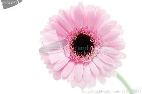 Image of gerbera flower