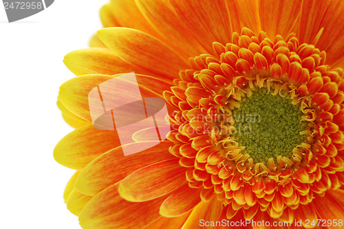 Image of gerbera flower