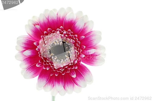 Image of gerbera flower