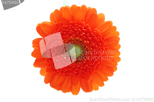 Image of gerbera flower