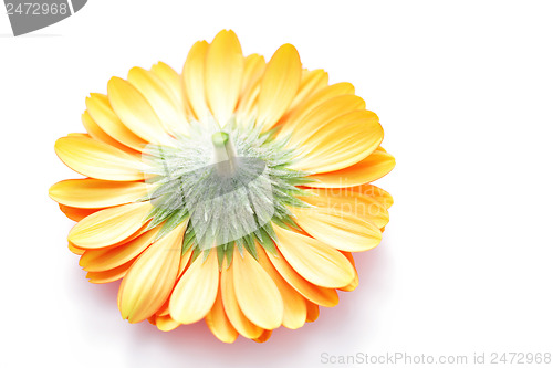 Image of gerbera flower