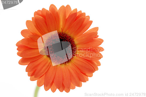 Image of gerbera flower