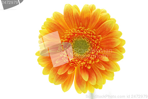 Image of gerbera flower