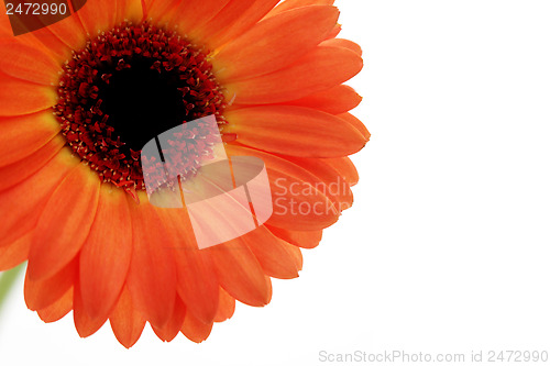 Image of gerbera flower