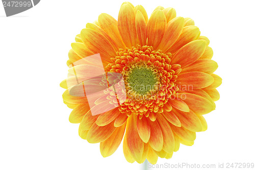 Image of gerbera flower