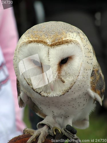 Image of Barn Owl 3