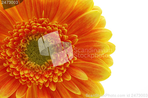 Image of gerbera flower
