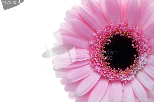 Image of gerbera flower