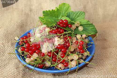 Image of clusters of berries of red and white currant
