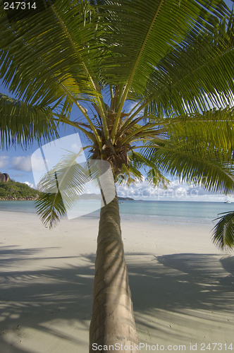 Image of Tropical beach