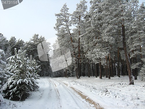 Image of Winter landscape in the forest