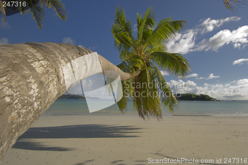 Image of Coco palm tree
