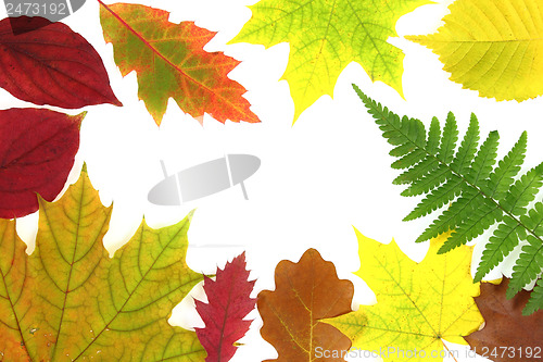 Image of Autumn leaves design