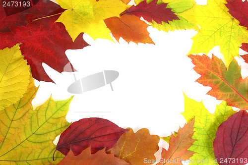 Image of Autumn leaves design