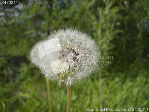 Image of Happy Dandelion