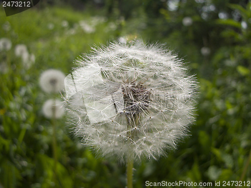 Image of Happy Dandelion