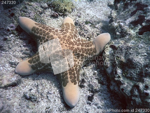 Image of Stella cuscino (Choriaster granulatus)