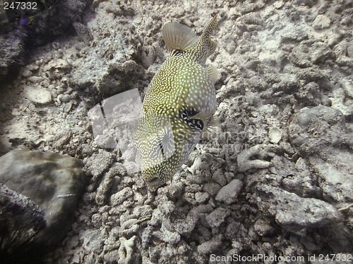 Image of Puffer fish