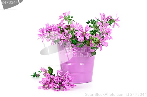 Image of wild violet flowers in bucket 