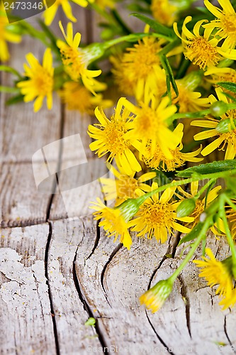 Image of wild yellow flowers