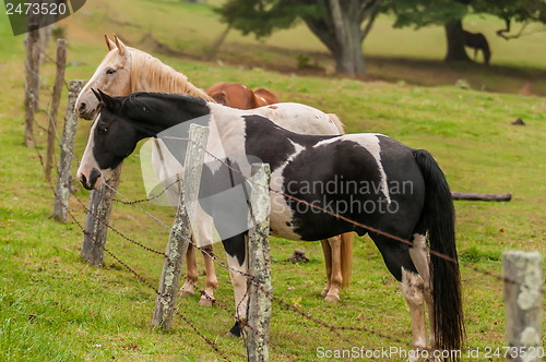 Image of herd of horses pasture in a valley with green hill