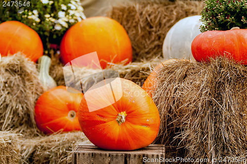 Image of pumpkins on a pumpkin patch