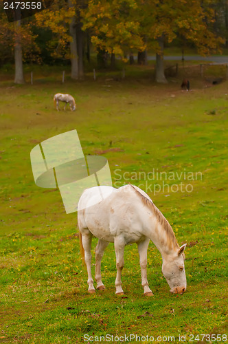 Image of herd of horses pasture in a valley with green hill
