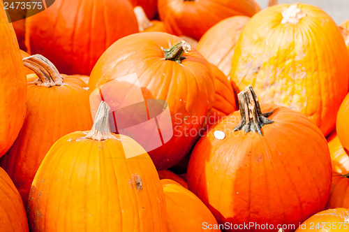 Image of pumpkins on a pumpkin patch