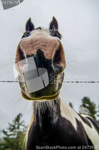 Image of funny horse nose and portrait