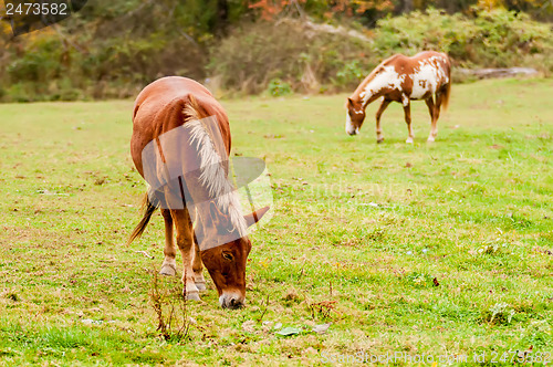 Image of herd of horses pasture in a valley with green hill