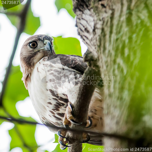 Image of hawk hunting for a squirrel on an oak tree