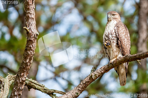 Image of coopers hawk perched on tree watching for small prey