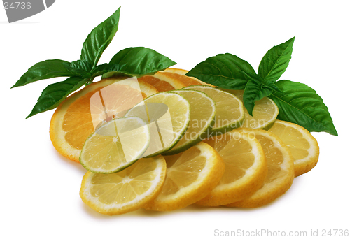 Image of Citrus Fruits