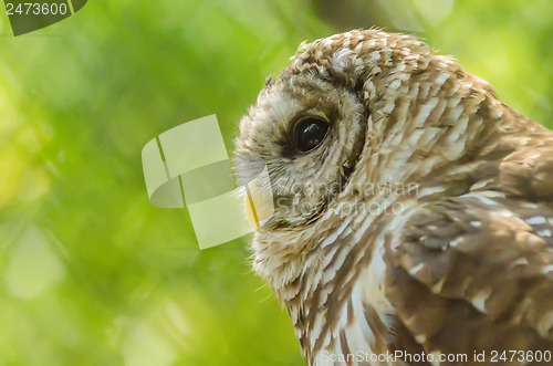 Image of closeup of an owl