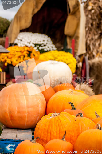 Image of pumpkins on a pumpkin patch