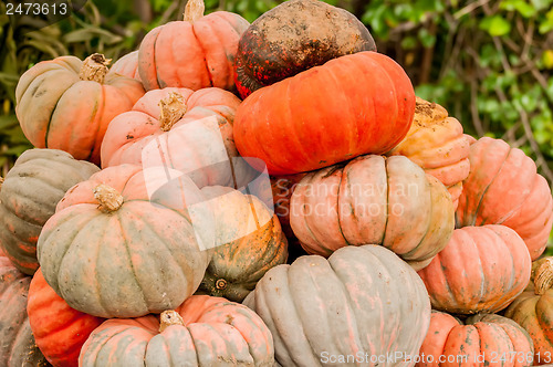 Image of pumpkins on a pumpkin patch