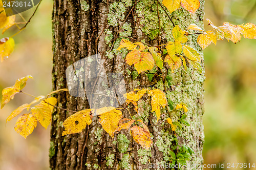 Image of autumn leaves on a tree trunk