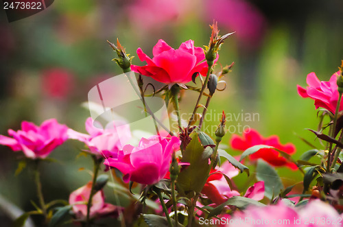 Image of red roses with bokeh  