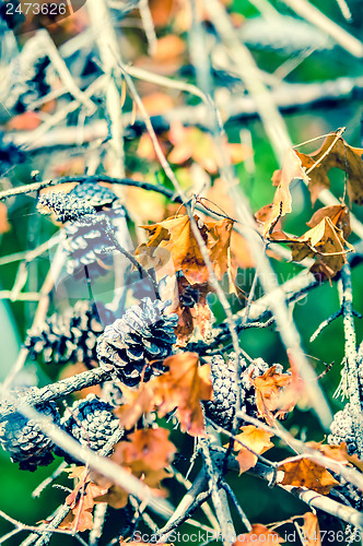 Image of autumn leaves and pinecone background
